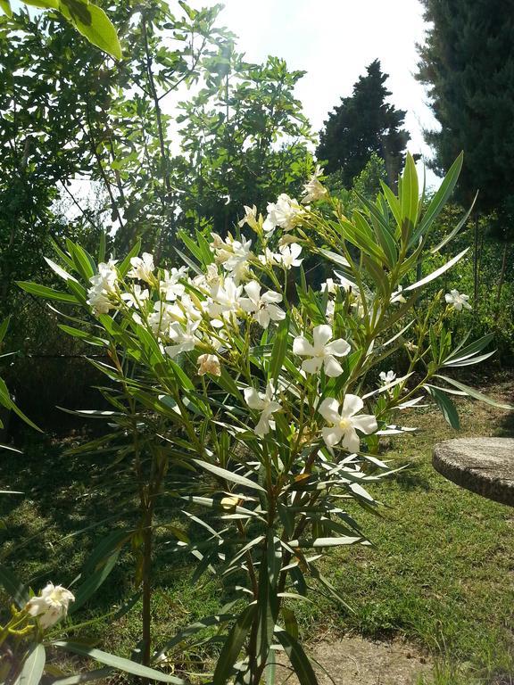 Basisa Bed&Breakfast ซานลาซโซโร ดี ซาเวนา ภายนอก รูปภาพ